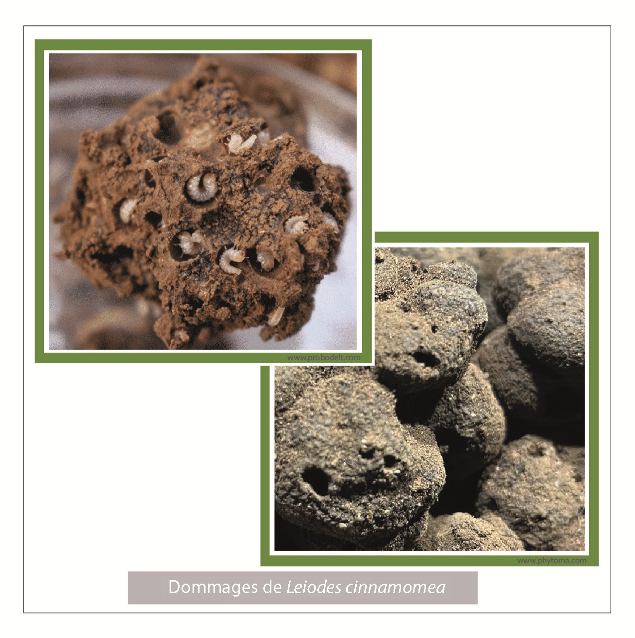 daños de Leiodes cinnamomea