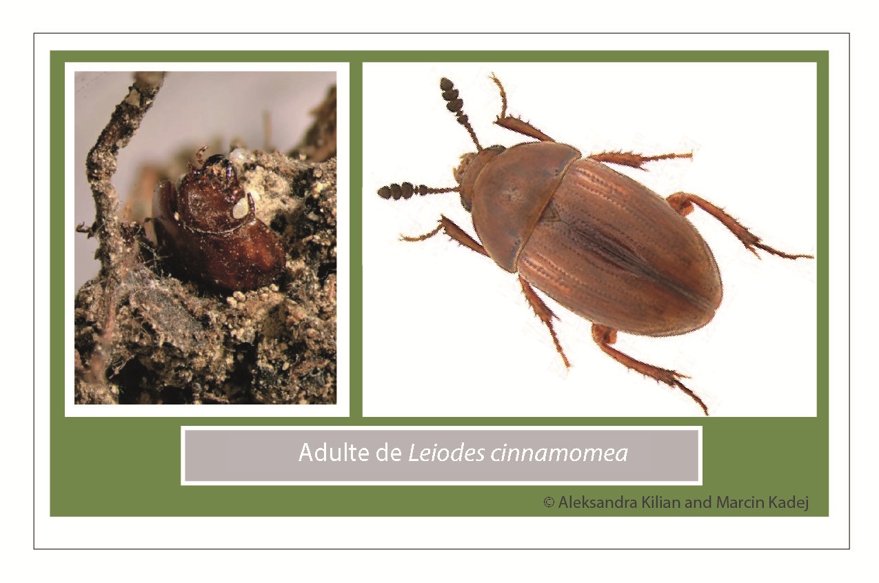 morfología adulto de Leiodes cinnamomea